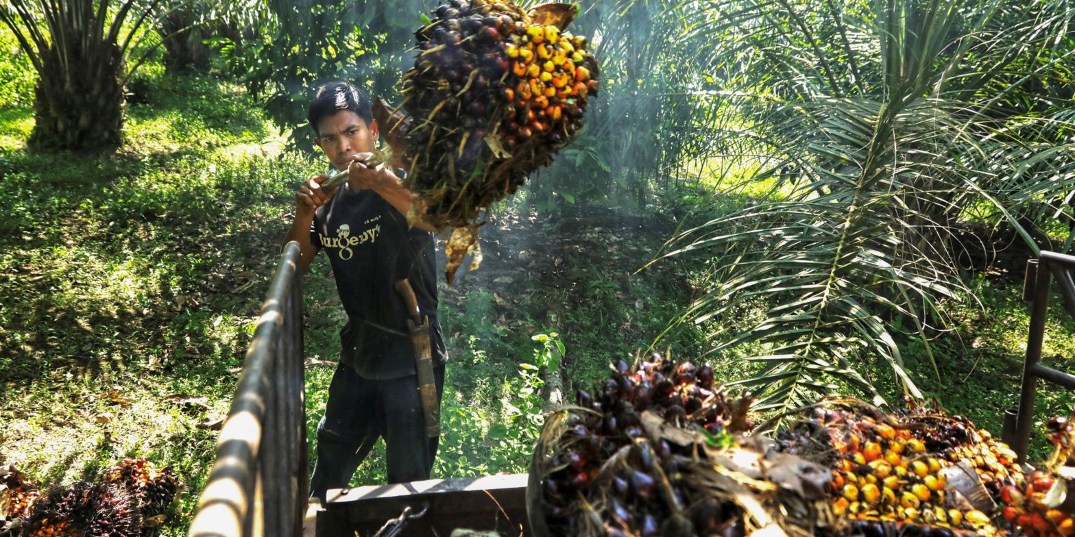 indonesia,-the-world’s-top-cooking-oil-exporter,-may-cut-a-palm-oil-levy-to-boost-shipments-after-a-prior-ban-swelled-inventories