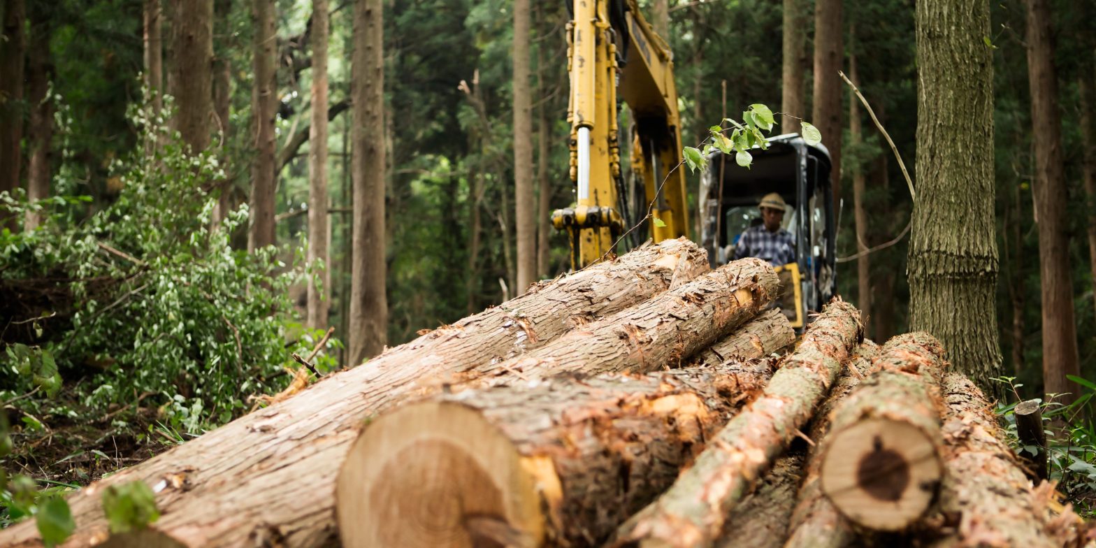 lumber-prices-are-set-for-a-shakeup-with-the-rollout-of-new-futures-contracts-–-and-a-top-broker-says-trading-volume-could-soar-10-times