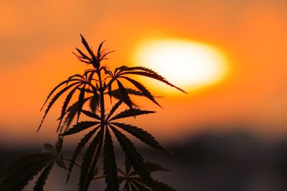 weed-legalization-in-florida-gains-ground:-this-week-in-cannabis-investing